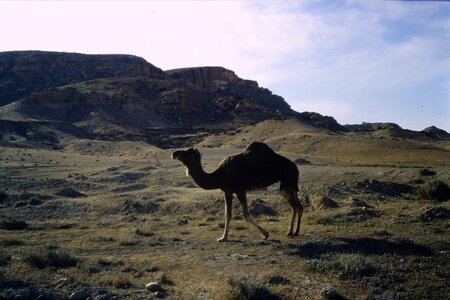 Rando Tunisie 1987, 0061_1987-03-99