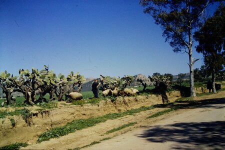 Rando Tunisie 1987, 0016_1987-03-99