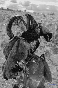 2014_10_07_vie_et_mort_d'un_tournesol, 2024-09-16_fomapan100_NIKON_F801_18_1_wordpress